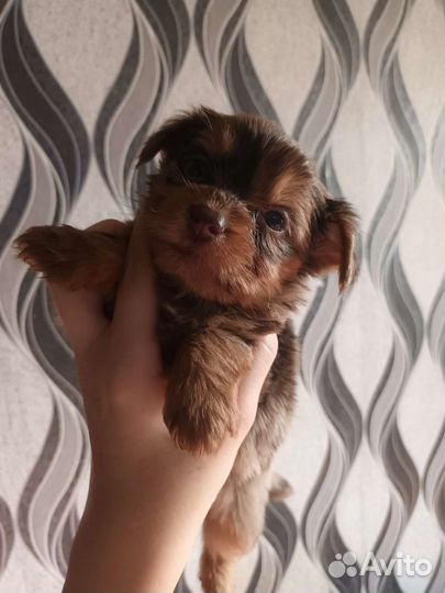 Йоркширский терьер