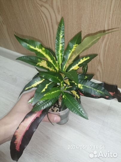 Кротон мадам батерфляй