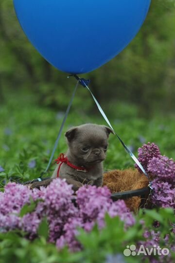 Щенки чихуахуа мини