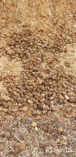 Навоз конский бесплатно (есть погрузка)