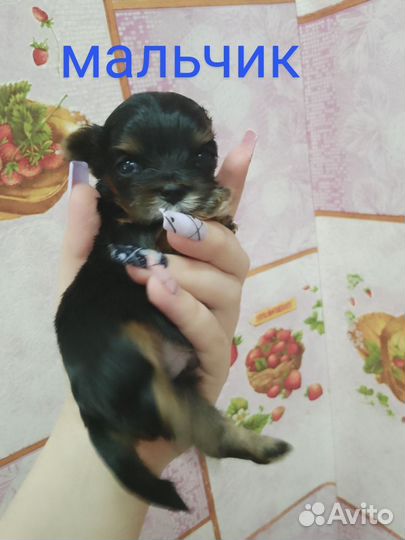 Щенки йорка