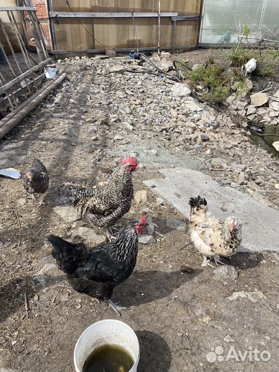 Петух чешский доминант