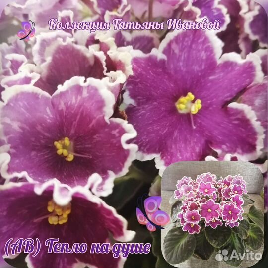 Сортовые фиалки, листочки, детки, стартера