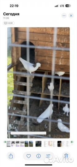 Голуби бойные