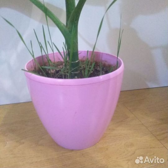 Диффенбахия