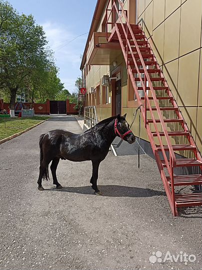 Продам лошадь