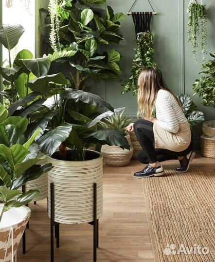 Комнатные растения и цветы, озеленение под заказ