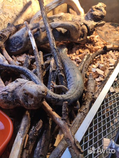 Сцинк розовоязыкий