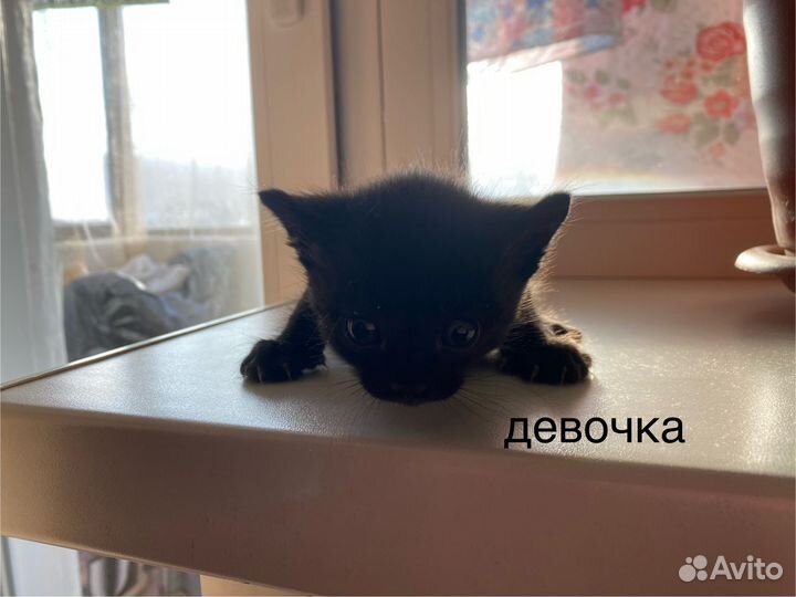 Котята в добрые руки бесплатно