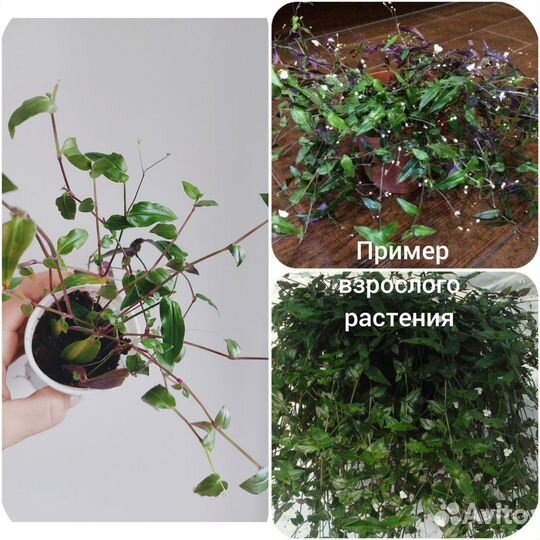 Цветы домашние,Традесканции,Плющи,Плектрантус