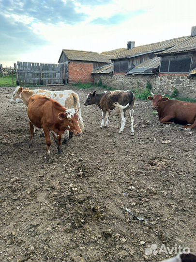 Продаю коров и телят