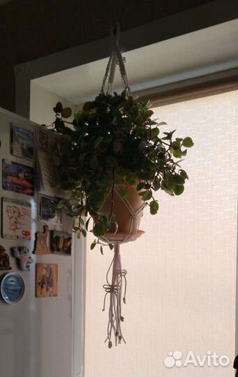 Кашпо, подвес для цветов