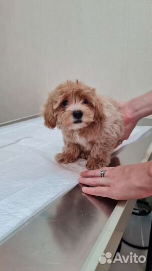 Щенки мальтипу мини