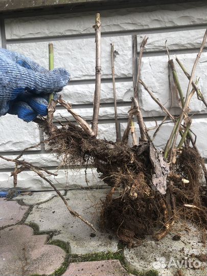 Гортензия анабель