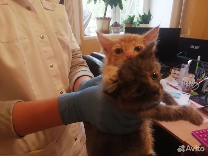 Котята в добрые руки