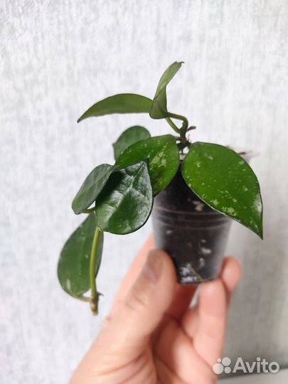 Хойя Лакуноза Эскимо Сплеш