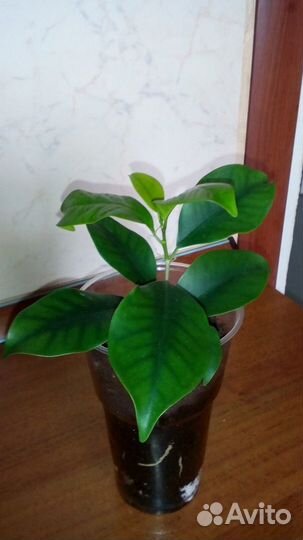 Фикус Миднайт Леди