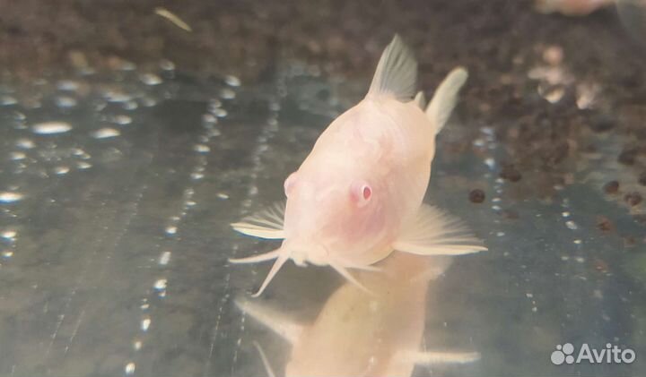 Коридорасы разные