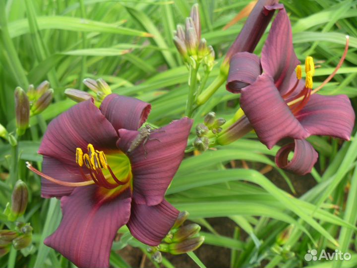 Лилейники деленками и кустами