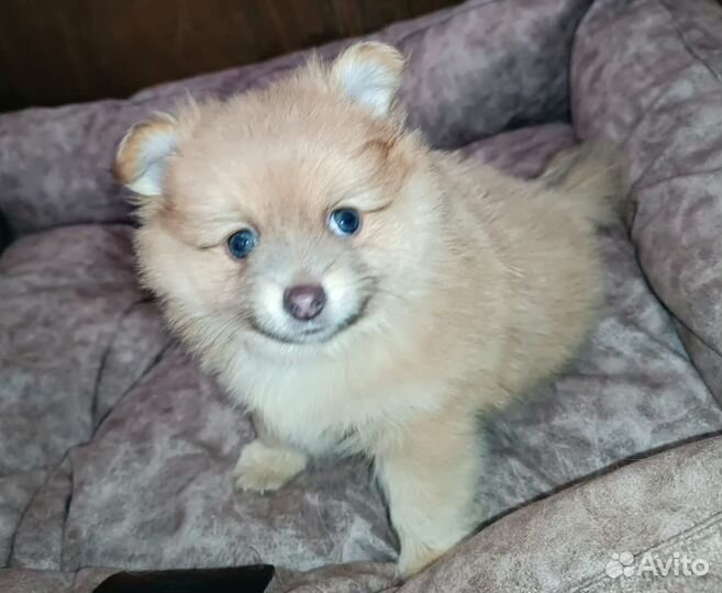 Щенок мини шпиц