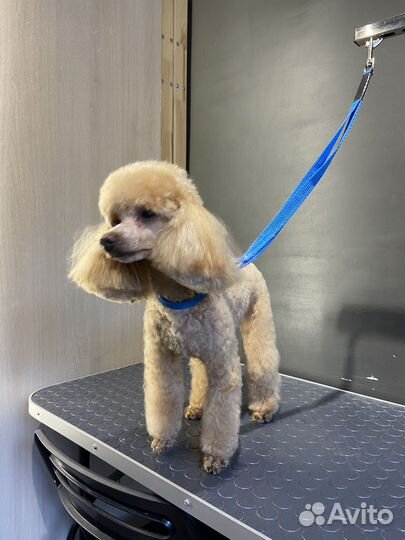 Пудель-модель на азиатскую стрижку