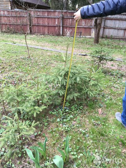 Ель обыкновенная саженцы