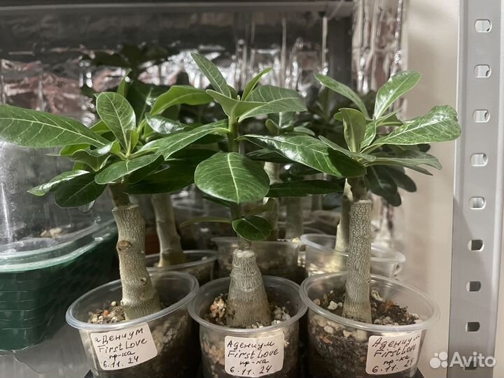 Адениум First Love Первая Любовь