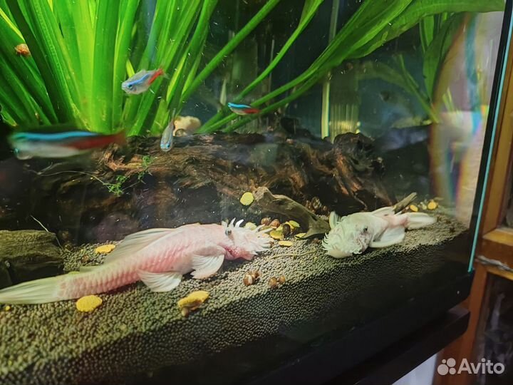 Эхинодорус амазонский