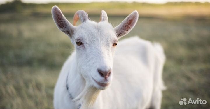 Коза дойная
