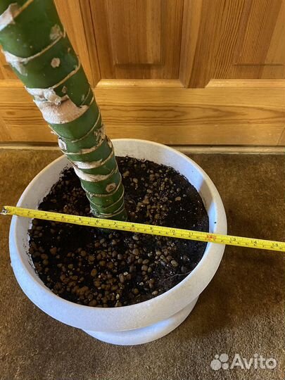 Диффенбахия 1.45 м