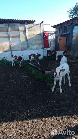 Телята (новое)