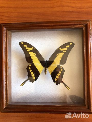 Засушенные бабочки в рамках