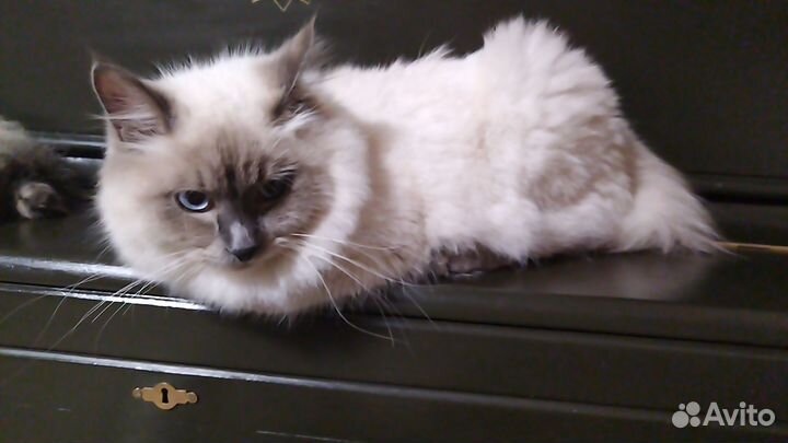 Невский маскарадный кот вязка