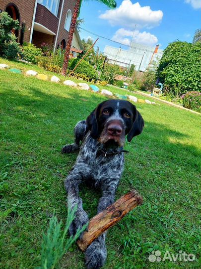 Передержка, зоогостиница для кошек, собак, птиц и