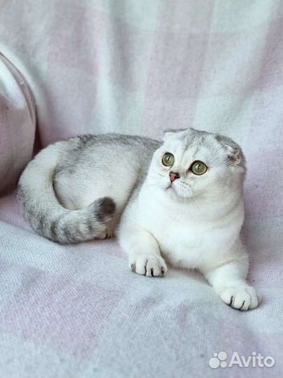 Шотландская вислоухая шиншилла