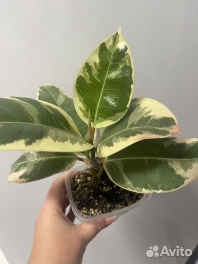 Фикус тинеке, фикус бенжамина твилайт