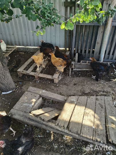 Цыплята брама