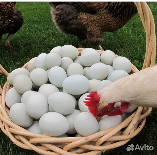 Утиные,куриные домашние яйца