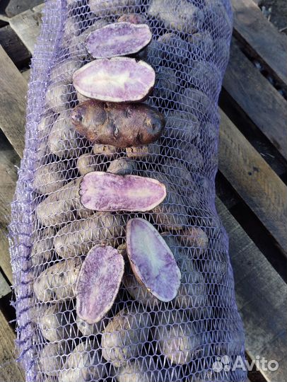 Картофель сорт фиолетовый,сюрприз