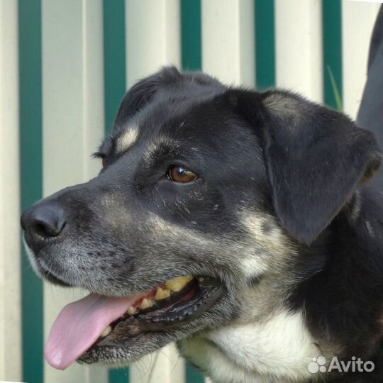 Собака в дар