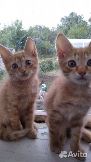 Котятки в добрые руки бесплатно