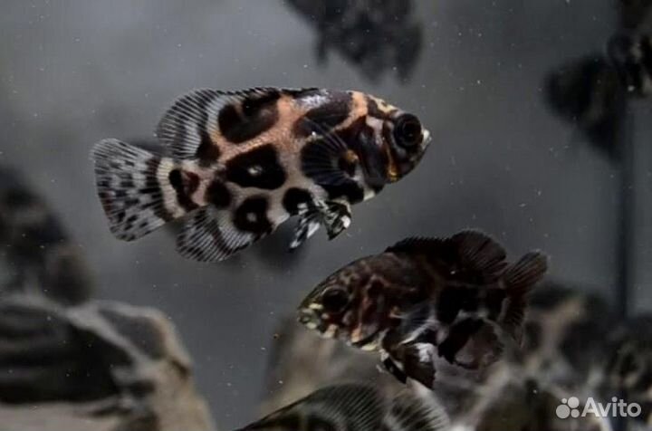 Рыба Астронотус Тигровый, малек 2-3см