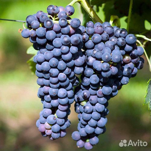 Виноград тех сортов