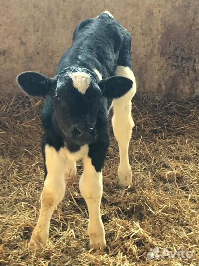 Бычки мясного направление бесплатная доставка
