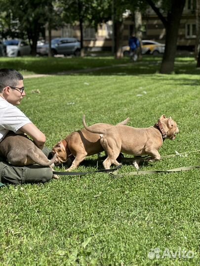 Американские Булли Красота