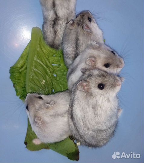 Джунгарские хомячки самцы и самки