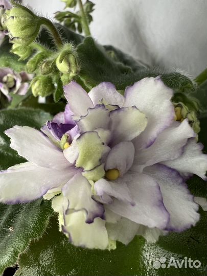 Фиалка,глоксиния