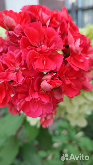 Пеларгония герань лиа Жар-птица
