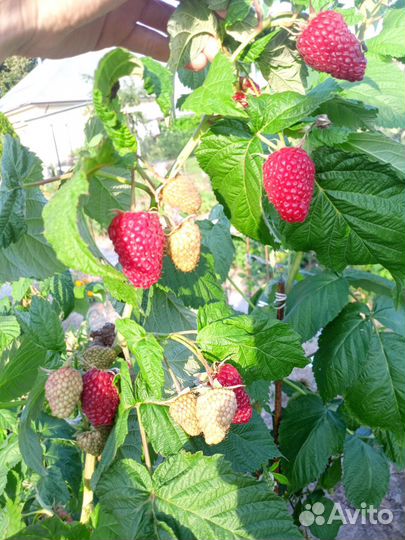 Малина Красавец Садко,малиновое дерево,жёлтая