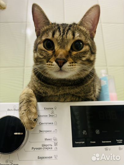 Случка кота